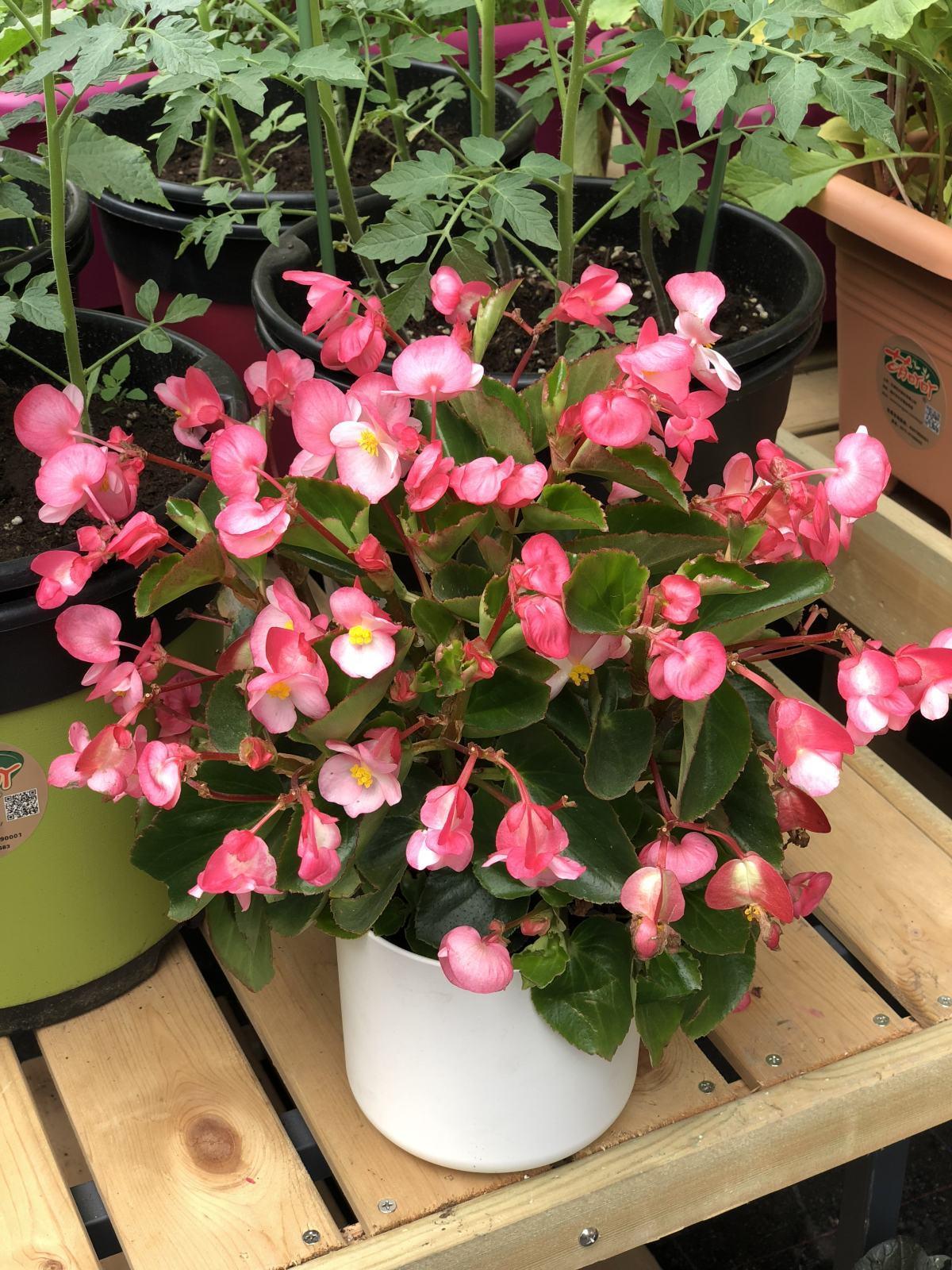 种最容易种植的四季花