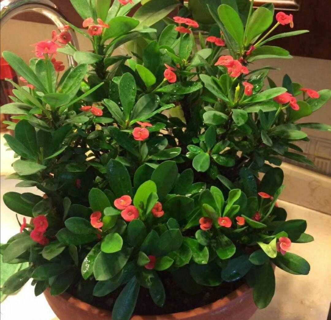 种最容易种植的四季花