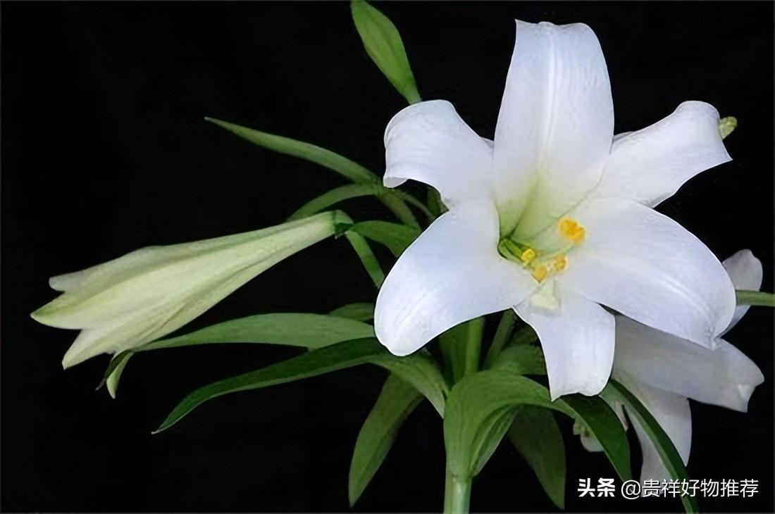 夏季开放的十种花卉 夏天开的花有哪些 第7张