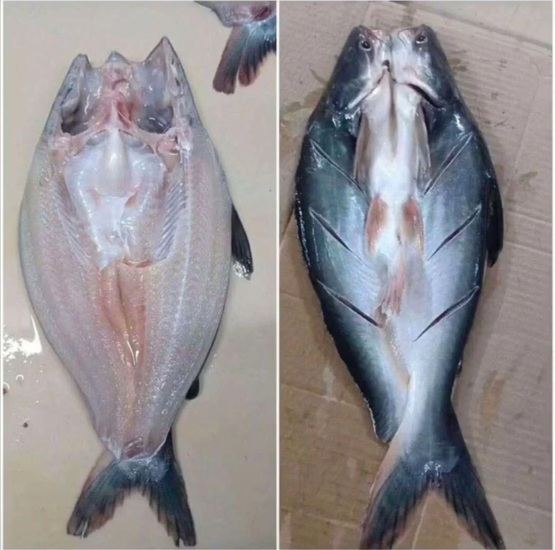 龙利鱼和巴沙鱼是一种鱼吗？买鱼要擦亮眼睛 第9张