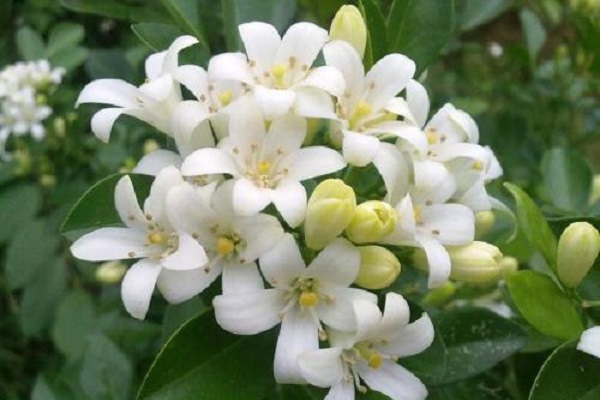 十种不适合室内养的花（不适合室内养的植物花卉盘点） 第3张