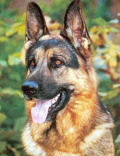 45种名犬，您都认识吗？ 第105张