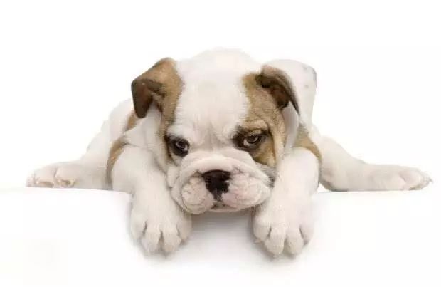 45种名犬，您都认识吗？ 第113张