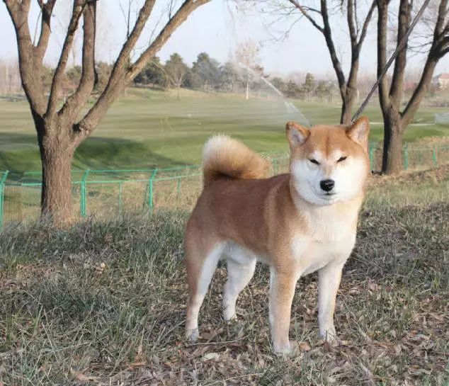 45种名犬，您都认识吗？ 第51张