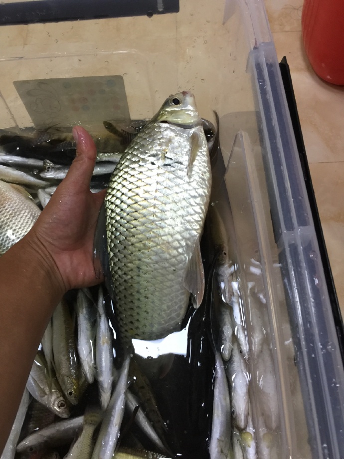 降温后野钓鲮鱼攻略，饵料和添加很关键，爆护并不难 第11张