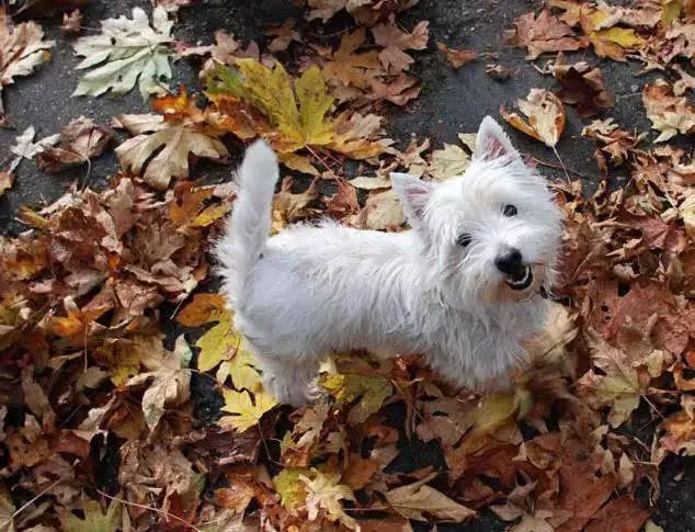 45种名犬，您都认识吗？ 第97张