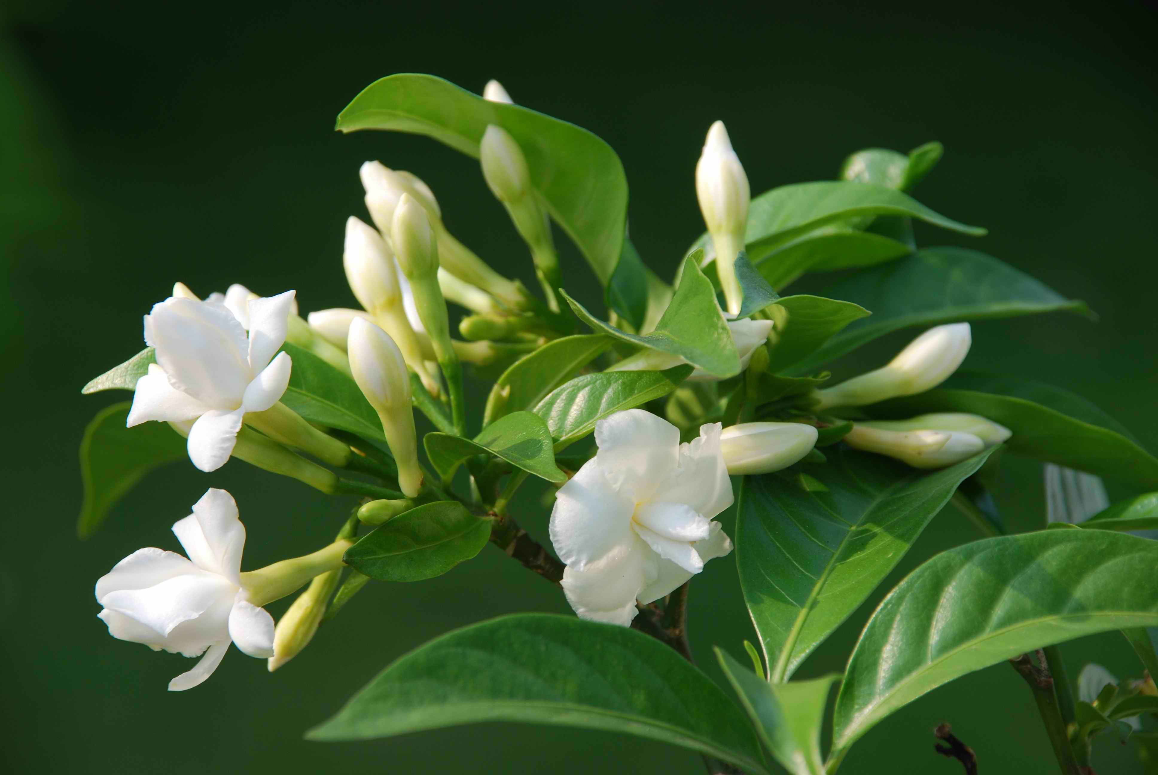 0种最漂亮好养的白色花（白色的花有哪些及花名图片）"