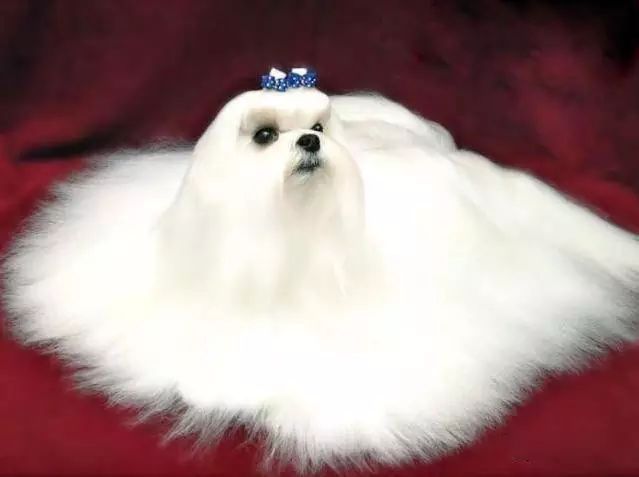 45种名犬，您都认识吗？ 第67张