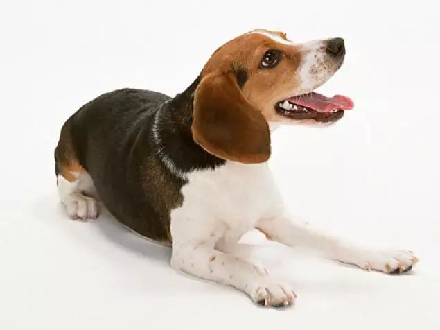 45种名犬，您都认识吗？ 第137张