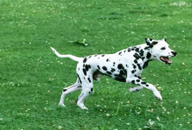 45种名犬，您都认识吗？ 第133张