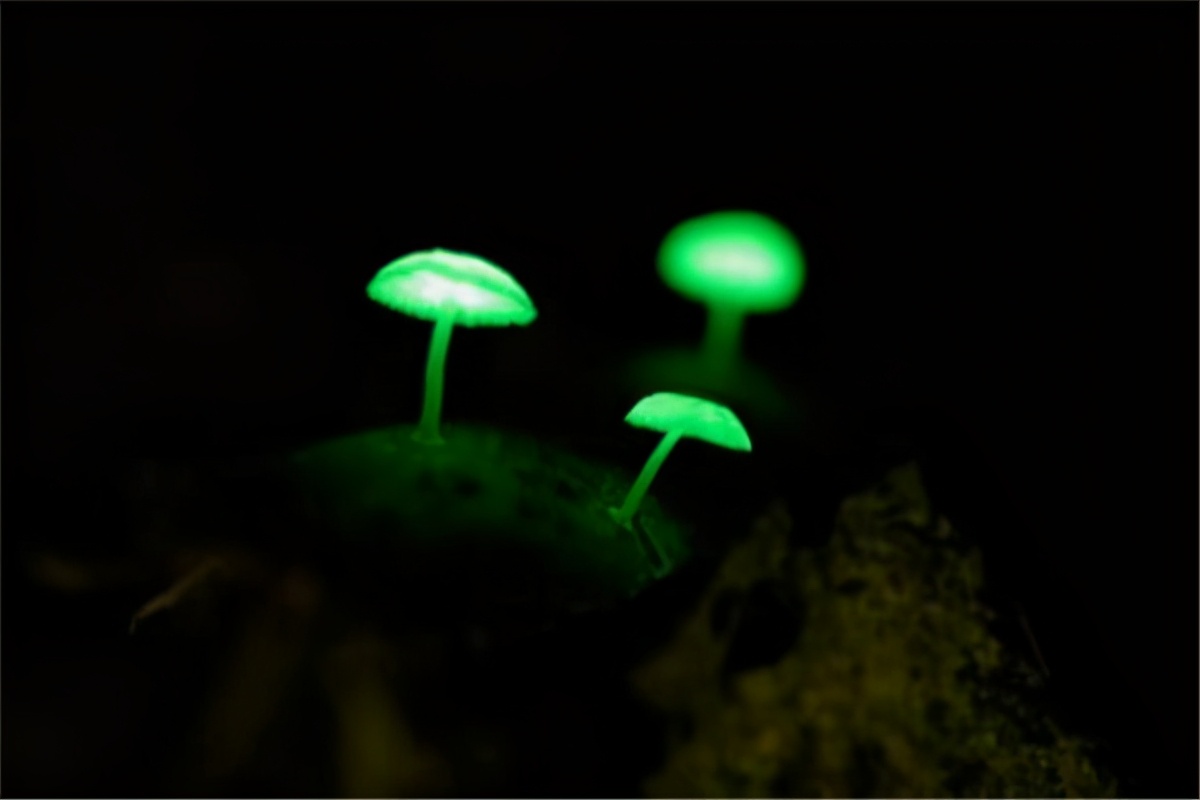 世界上最毒的蘑菇排名 致命的十种可怕毒蘑菇 第7张