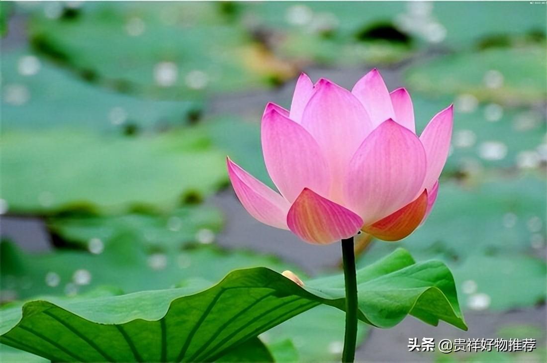 夏季开放的十种花卉 夏天开的花有哪些 第1张