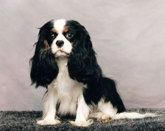 45种名犬，您都认识吗？ 第77张