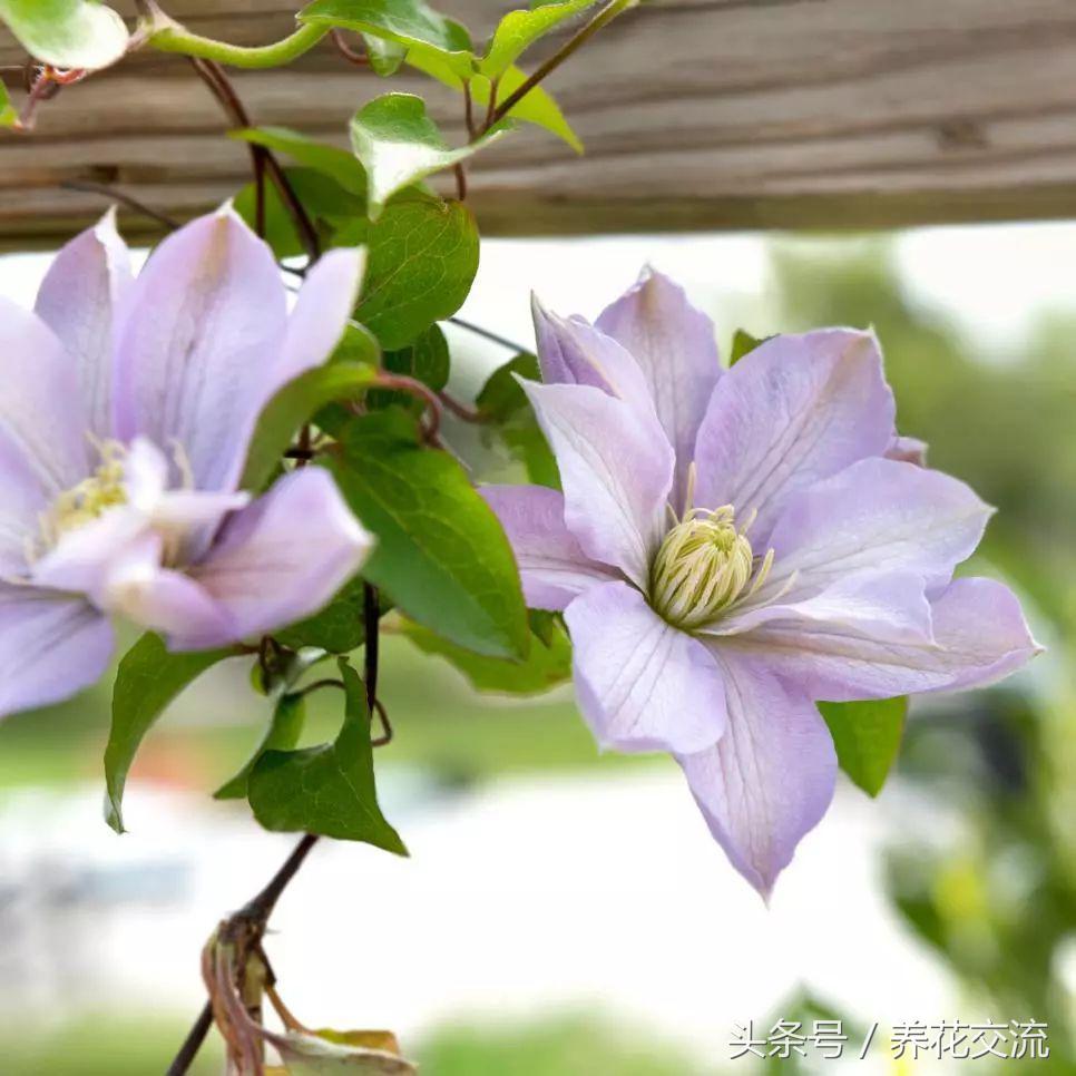 适合碱性土壤的10种开花植物（碱性土壤适合种植什么花） 第5张
