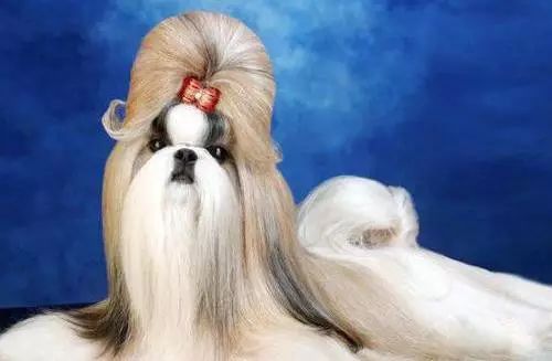 45种名犬，您都认识吗？ 第71张