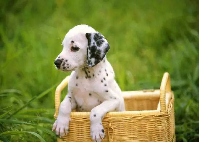 45种名犬，您都认识吗？ 第131张
