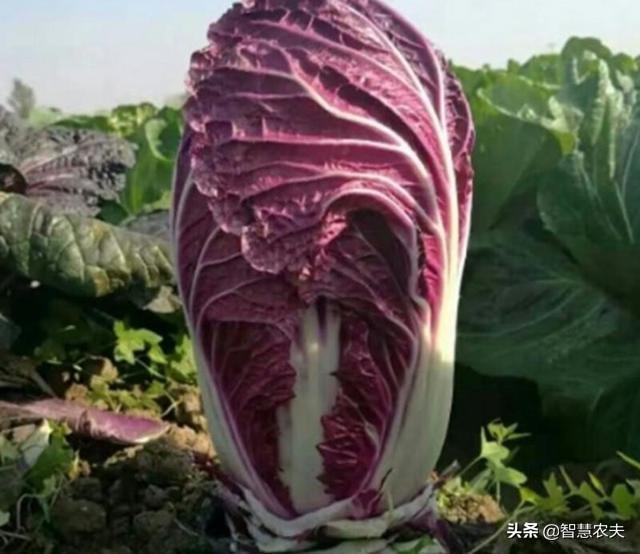 常见21种紫色的水果和蔬菜（紫色的蔬菜水果有哪些） 第31张