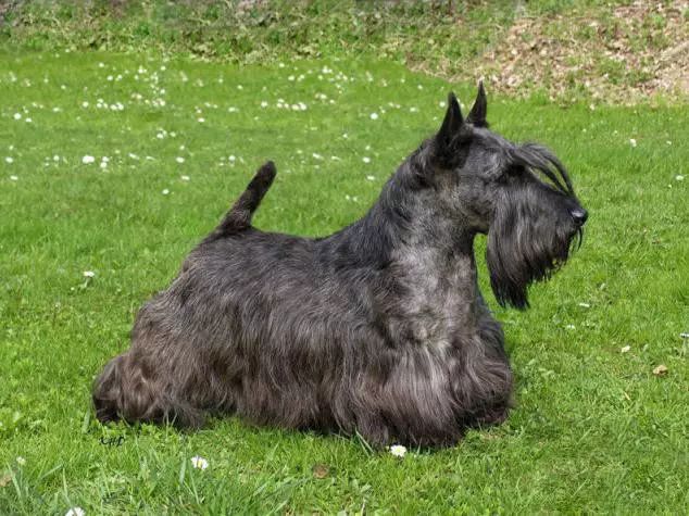 45种名犬，您都认识吗？ 第89张