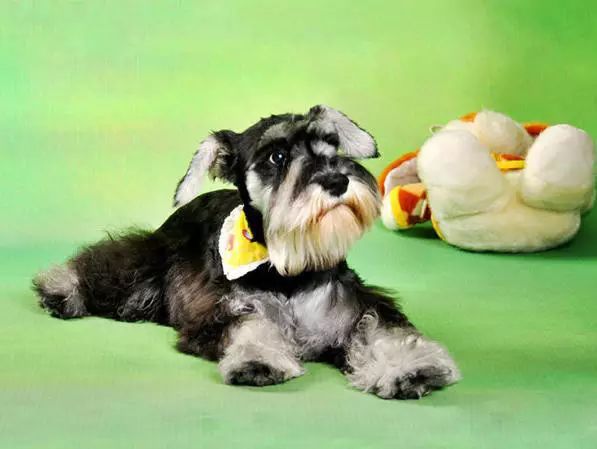 45种名犬，您都认识吗？ 第65张
