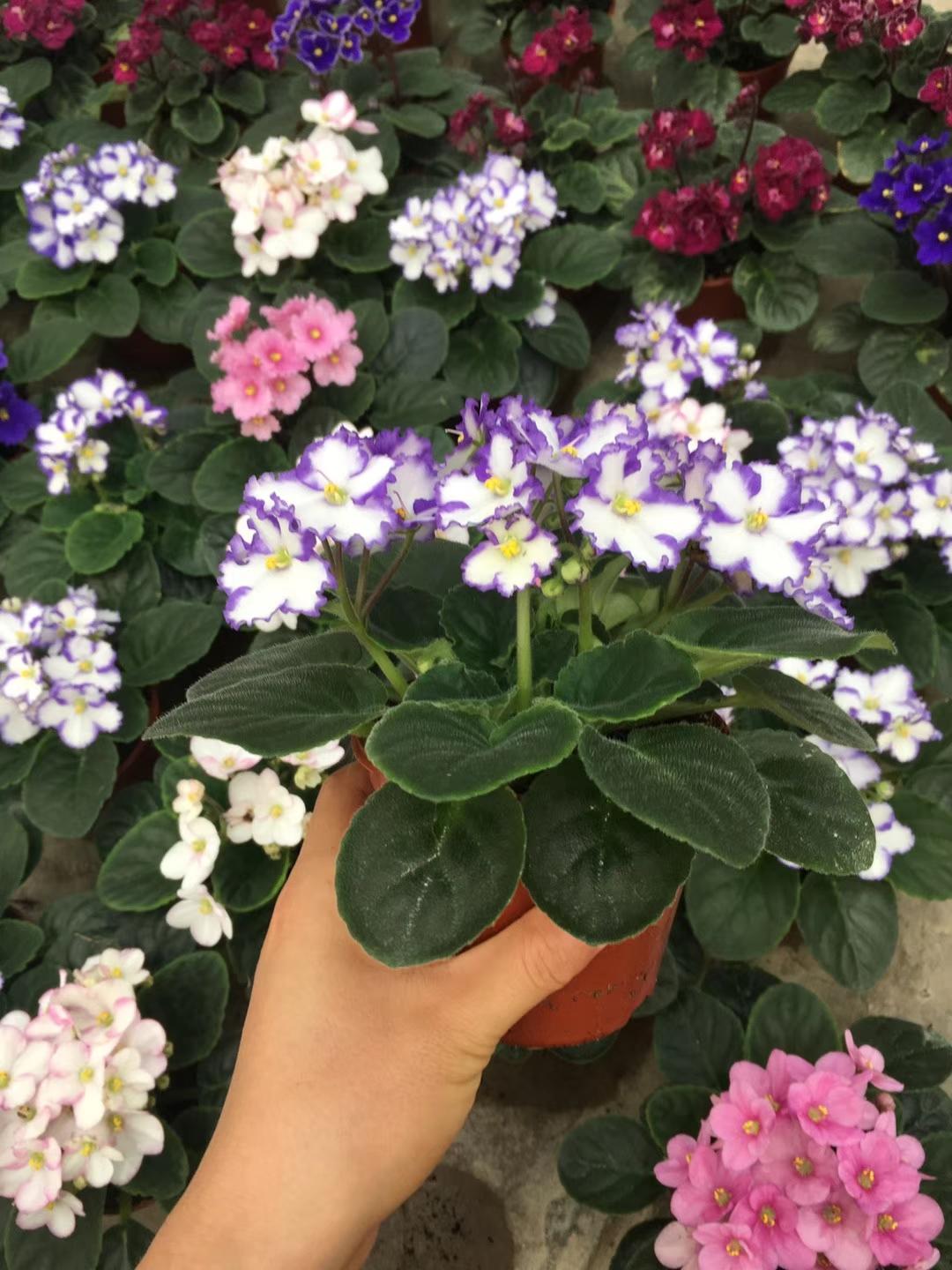 种最容易种植的四季花