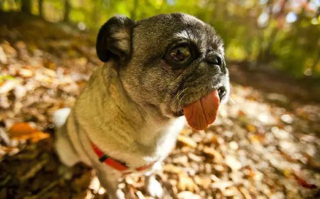 45种名犬，您都认识吗？ 第117张