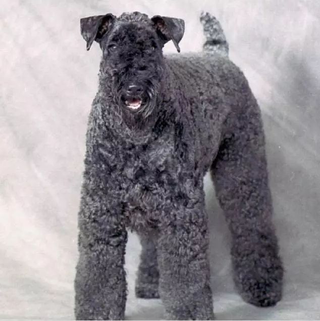 45种名犬，您都认识吗？ 第99张