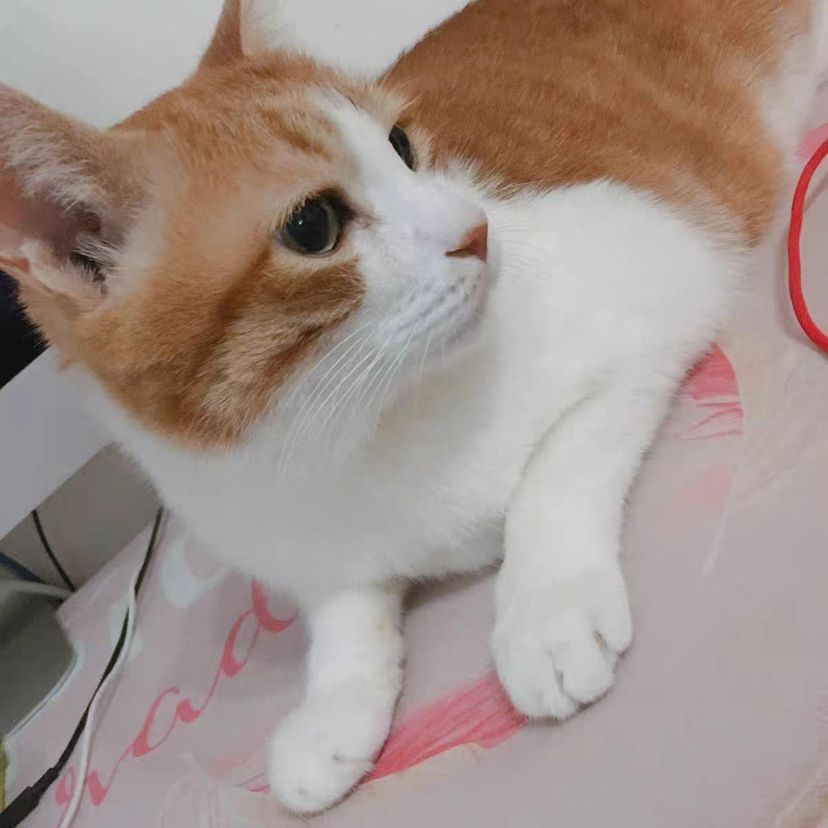 国内猫粮品牌十大排行（国产十大最好的良心猫粮名单） 第1张