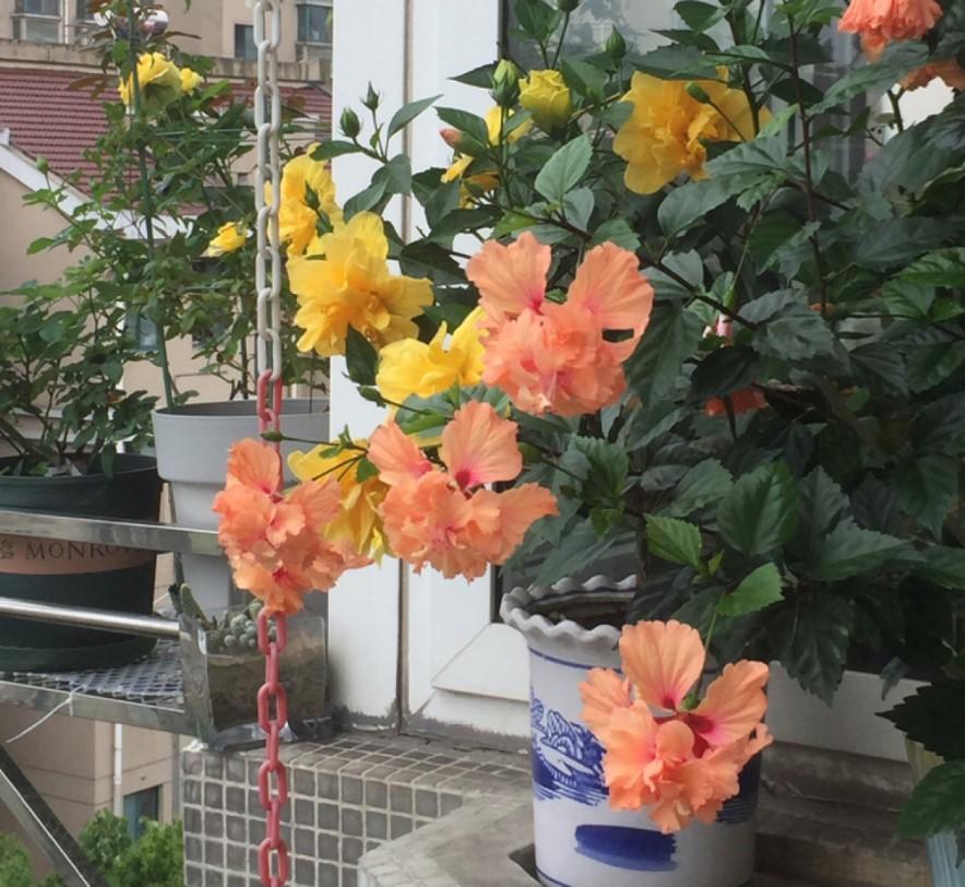 种最容易种植的四季花