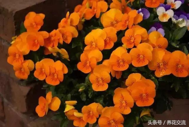 十大橙色最好看的花（开橙色花的植物有哪些） 第7张