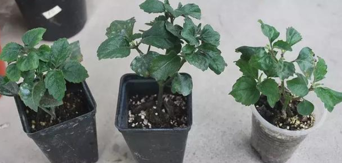 不要再舍不得吃榴莲了，将种子埋土里，第二年就能开花结果 第11张