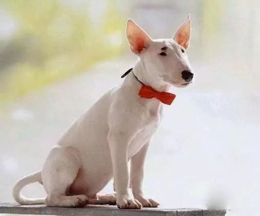 45种名犬，您都认识吗？ 第91张