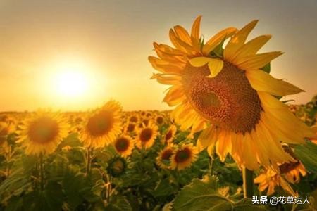 向日葵的花语和寓意是什么，适合送什么人？ 第3张