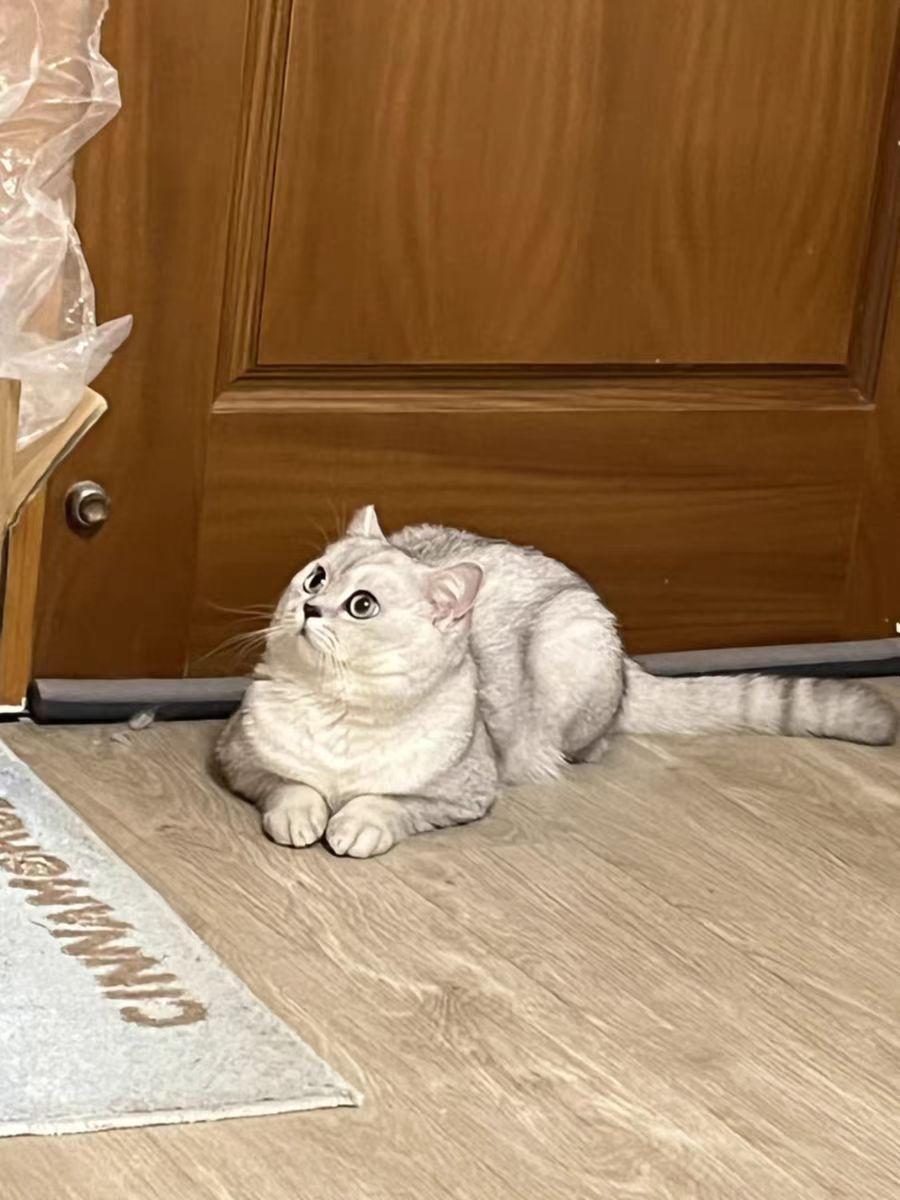 国内猫粮品牌十大排行（国产十大最好的良心猫粮名单） 第3张