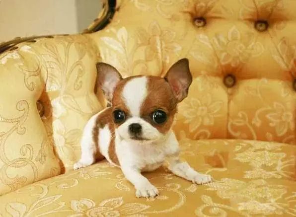 45种名犬，您都认识吗？ 第85张