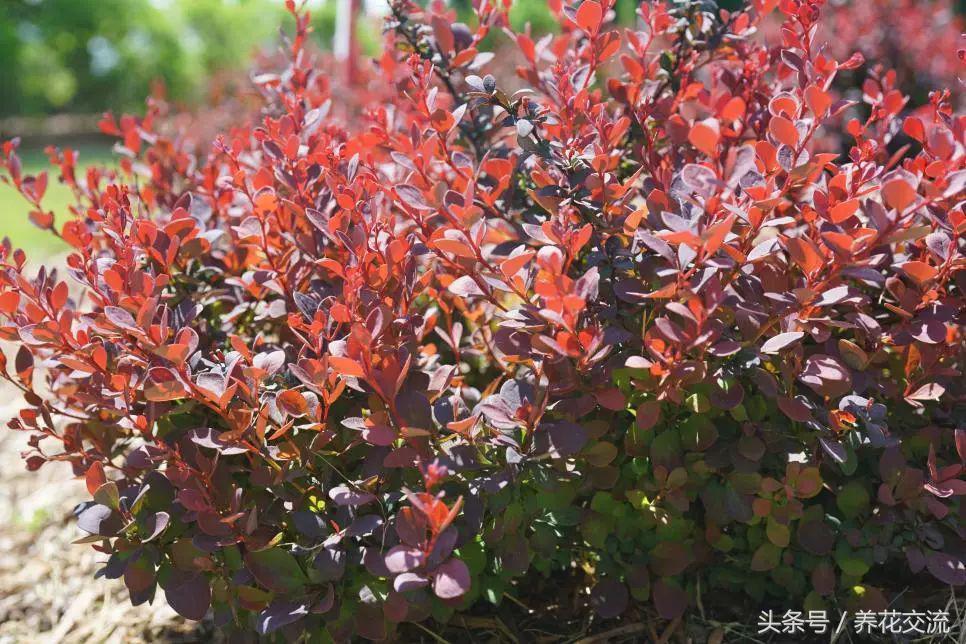 适合碱性土壤的10种开花植物（碱性土壤适合种植什么花） 第9张