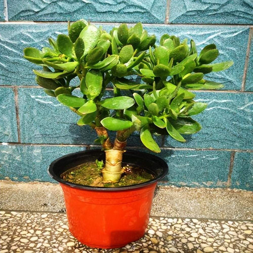 适合卧室养的植物排名（夜间能制氧气的10种花） 第15张