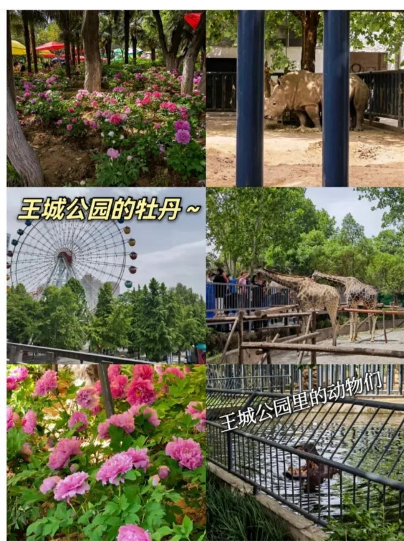 河南洛阳有什么好玩的地方旅游景点（洛阳值得去的十大景点推荐） 第17张
