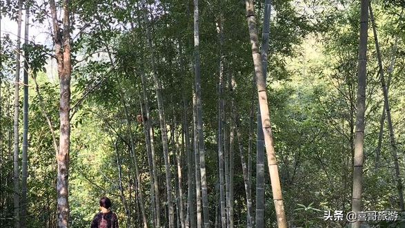 广西金秀县旅游景点攻略大全（金秀县十大旅游景点） 第11张