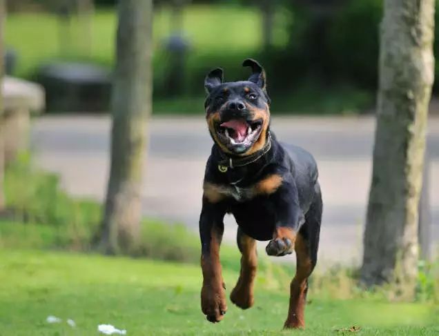 45种名犬，您都认识吗？ 第79张