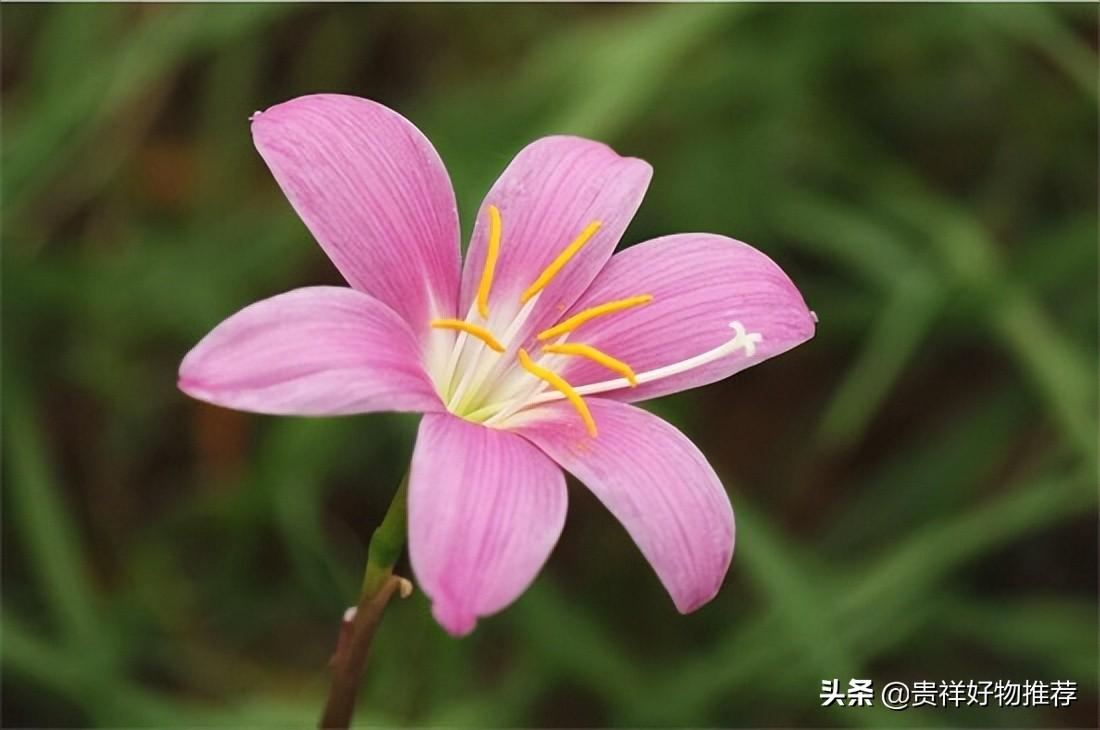 夏季开放的十种花卉 夏天开的花有哪些 第15张