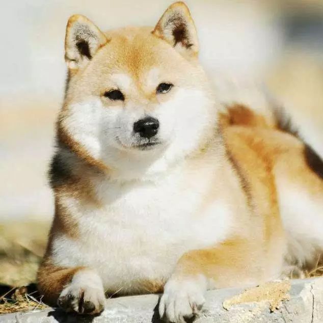 45种名犬，您都认识吗？ 第53张