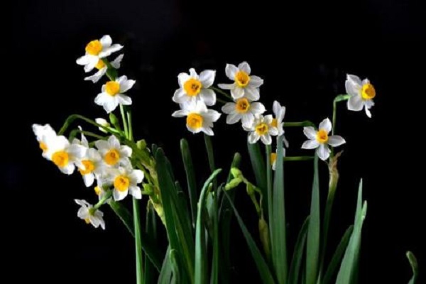 十种不适合室内养的花（不适合室内养的植物花卉盘点） 第9张