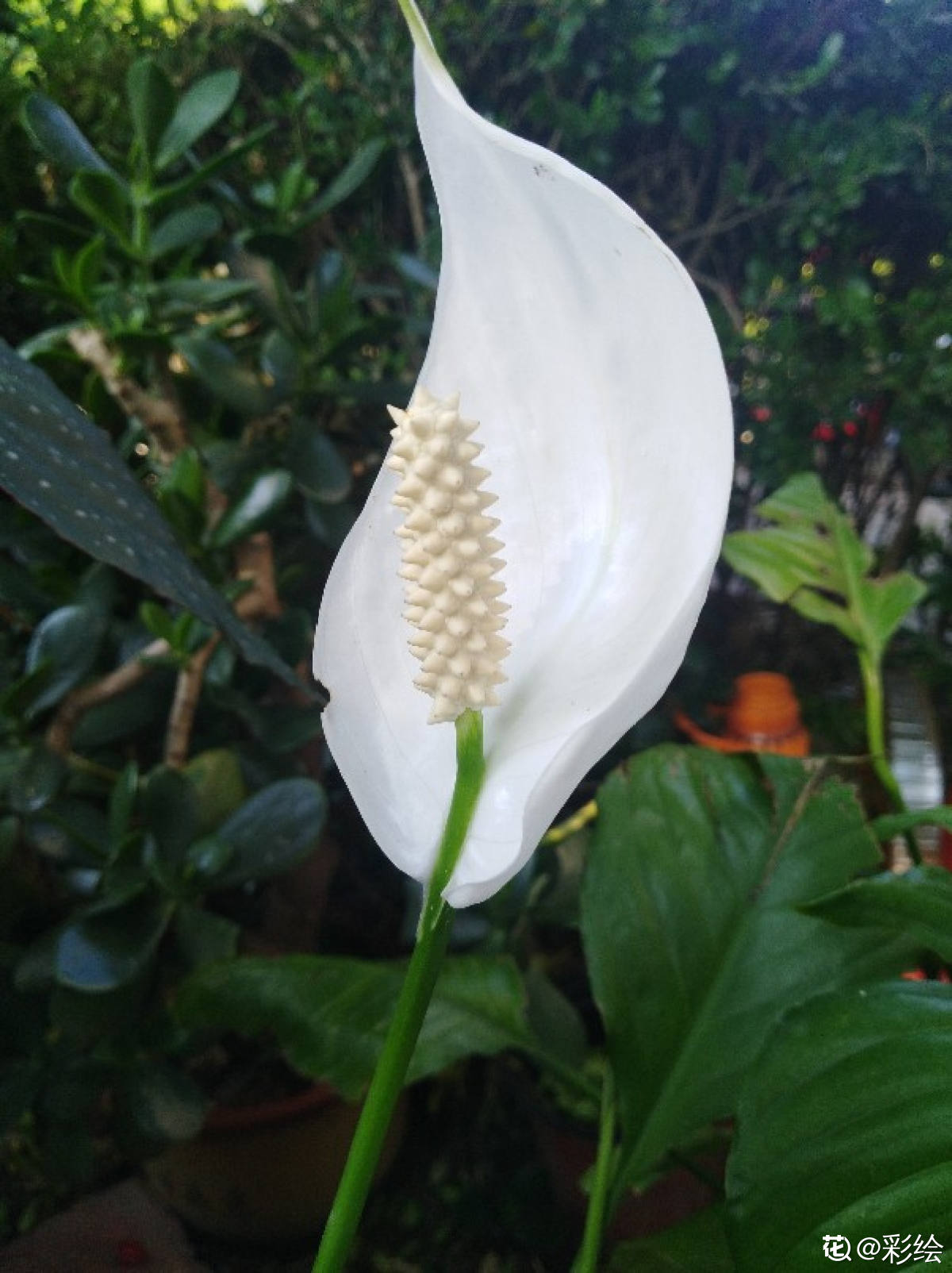吉祥好兆头的15种花（家里养什么花最好最吉利） 第21张