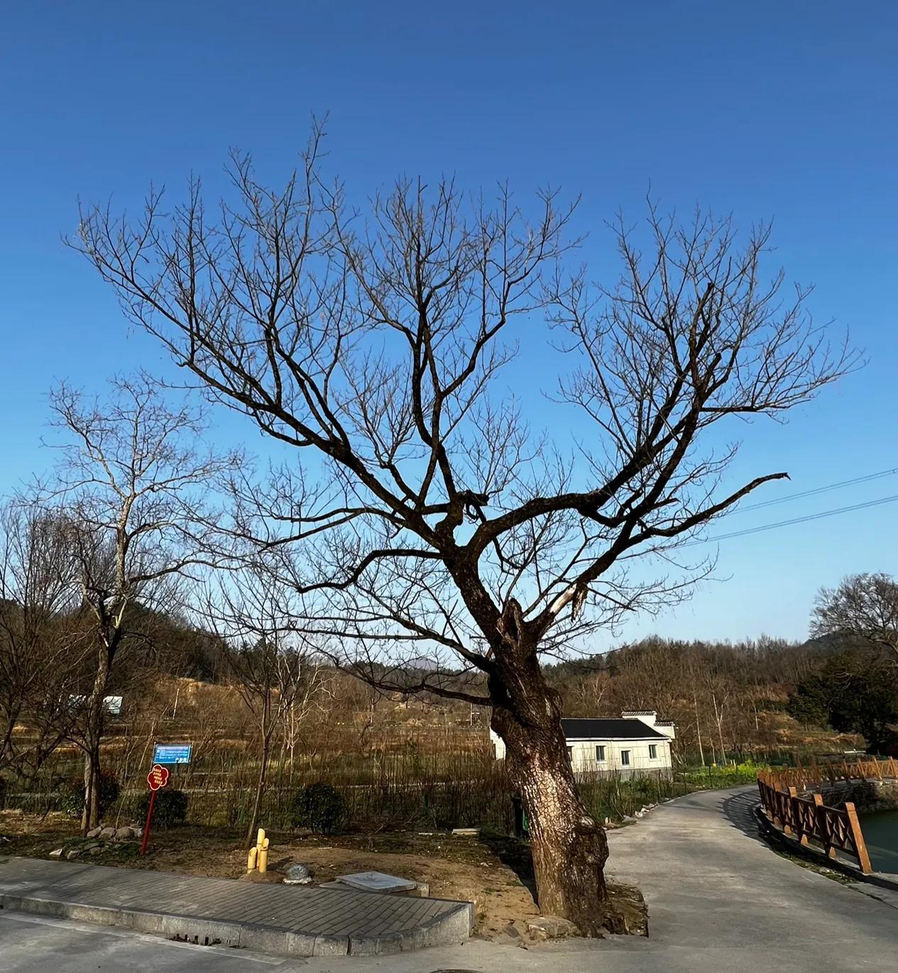安徽金寨旅游景点攻略（金寨旅游必去的景点推荐） 第35张