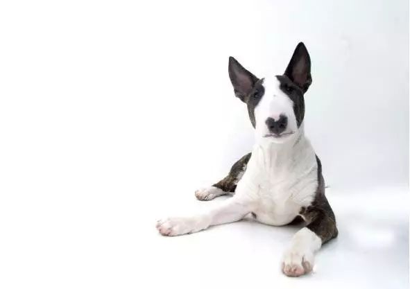 45种名犬，您都认识吗？ 第93张