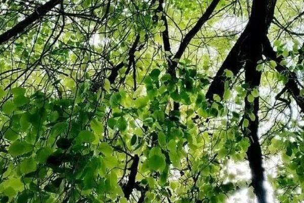 中国十大吉祥树（家里种十大吉祥树有哪些） 第5张