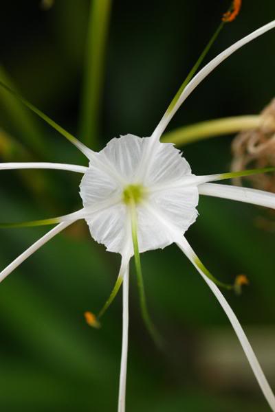 0种最漂亮好养的白色花（白色的花有哪些及花名图片）"