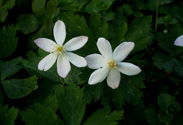 0种最漂亮好养的白色花（白色的花有哪些及花名图片）"