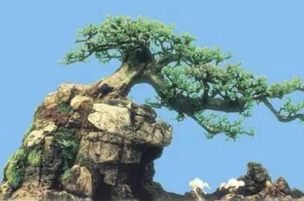 十大名贵盆景（最名贵的盆景有哪些） 第9张