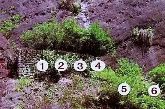 中国最贵的茶叶前十名（盘点国内最贵的十大天价茶） 第9张